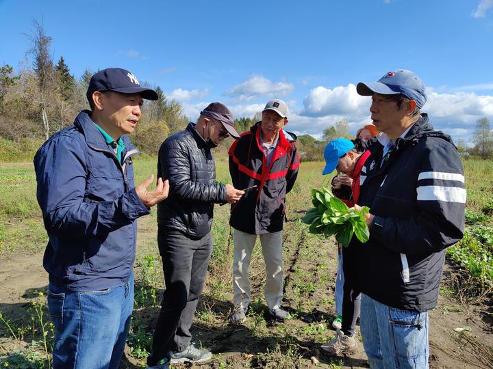 多伦多华裔蔬菜采摘08.jpg