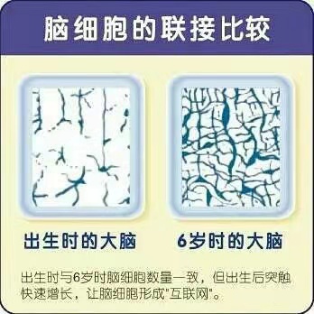 脑细胞发育1.jpg