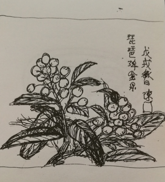 文件:IMG 20190418 121528.jpg