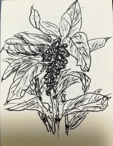 文件:IMG 20180502 213018.jpg