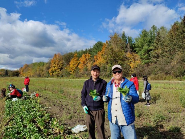 多伦多华裔蔬菜采摘19.jpg