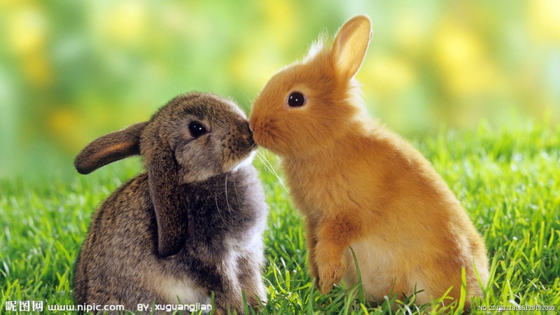 文件:3096297 185129192000 2.jpg