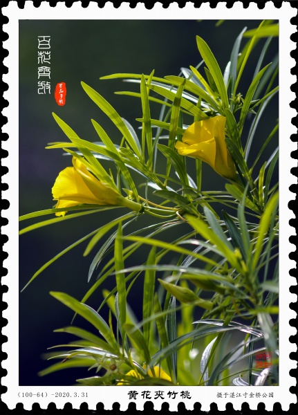 文件:黄花夹竹桃.jpg