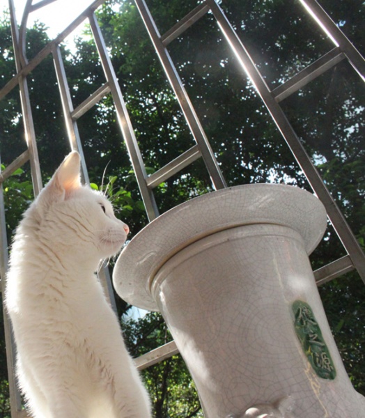 文件:猫 - 叶子.jpg