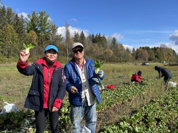 多伦多华裔蔬菜采摘14.jpg
