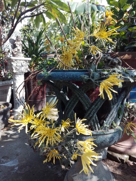 文件:IMG 20171204菊花.jpg