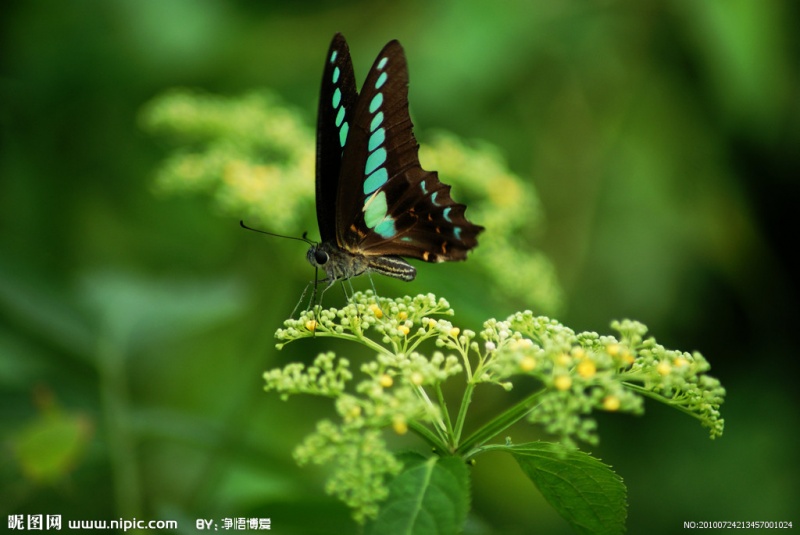 文件:5272185 213457001024 2.jpg