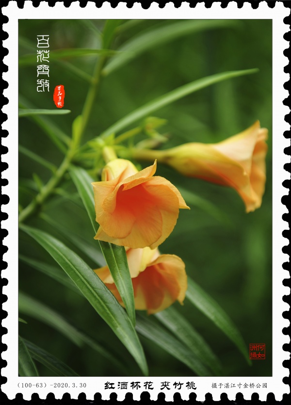 红酒杯花-夹竹桃.jpg