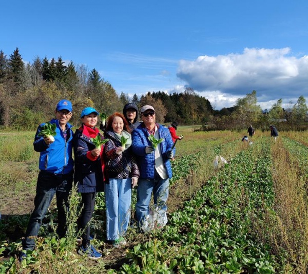 多伦多华裔蔬菜采摘12.jpg