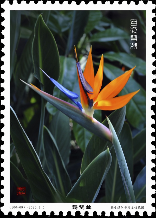 鹤望兰.jpg
