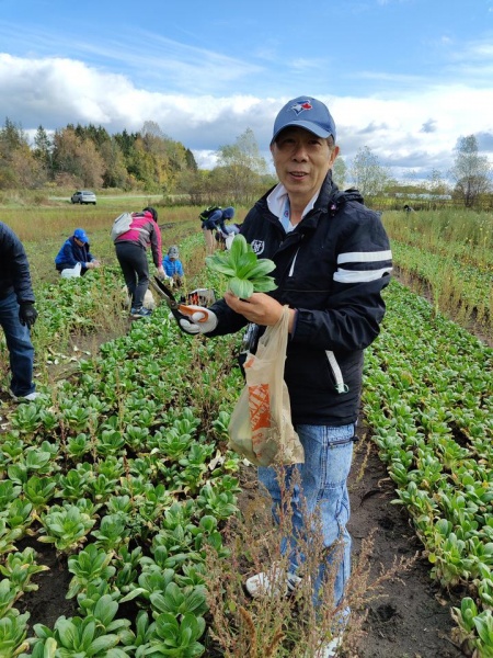文件:多伦多华裔蔬菜采摘06.jpg
