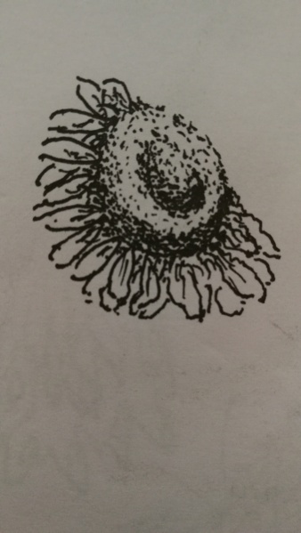 文件:IMG 20190418 121223.jpg